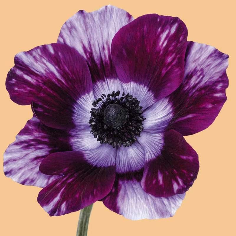 Anemone 'Tigre Wine'